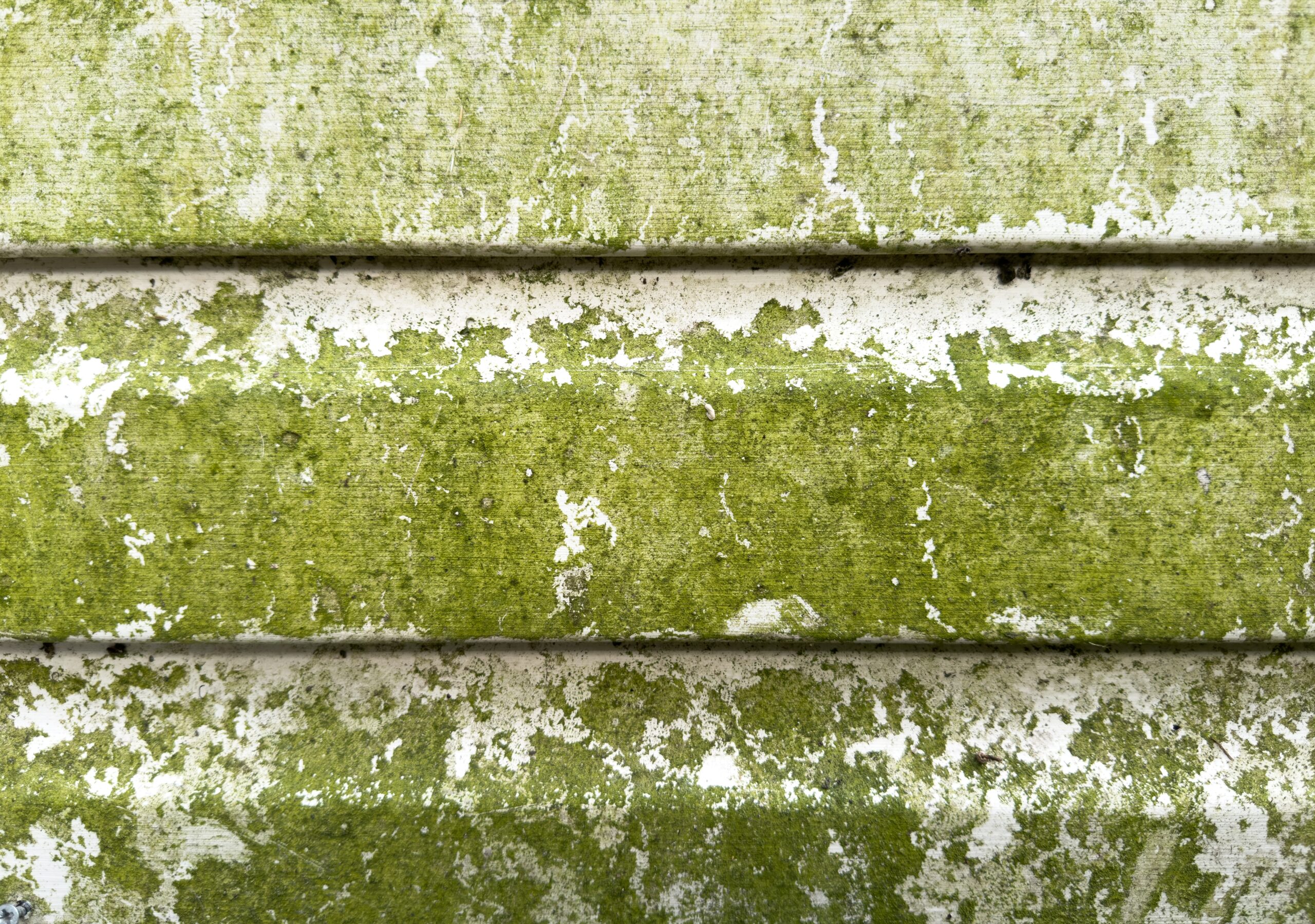 Extreme green algae buildup on vinyl siding surface before cleaning