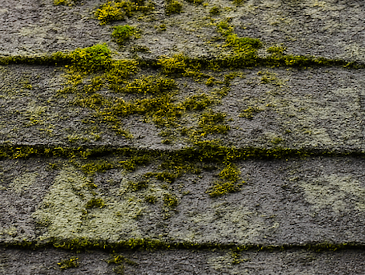 Moss and algae buildup on asphalt shingles before soft roof cleaning service