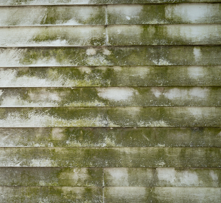 Close-up of vinyl siding covered in green mold before power washing