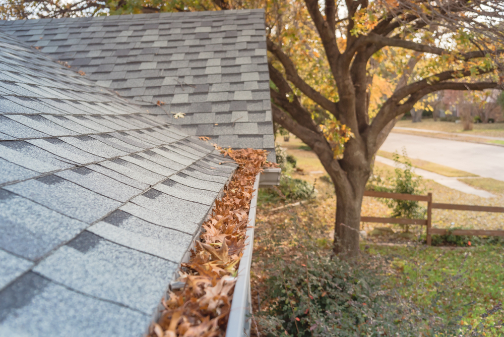 A home gutter filled with brown and orange fall leaves under a large tree, risking water damage from blockage.